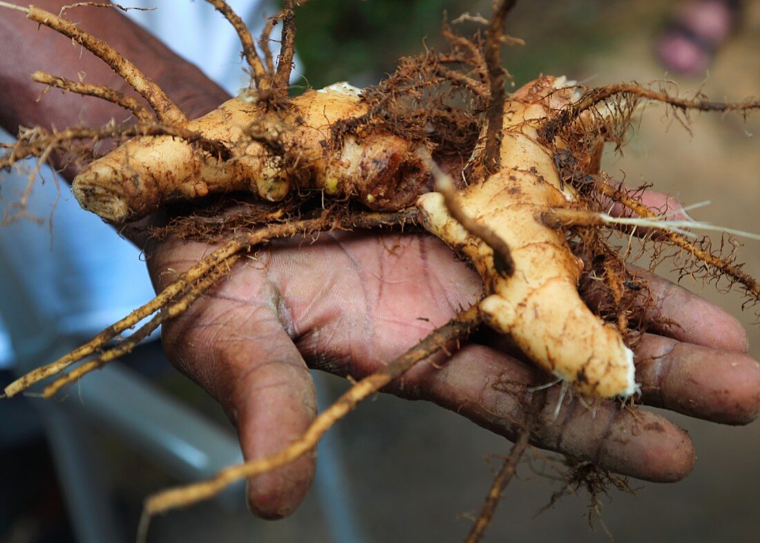 A hand holding a fresh ginger root