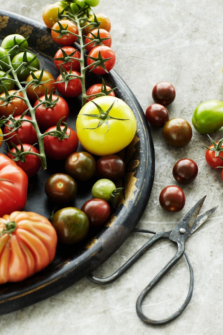 Assorted types of tomatoes on a tray, scissors to one side