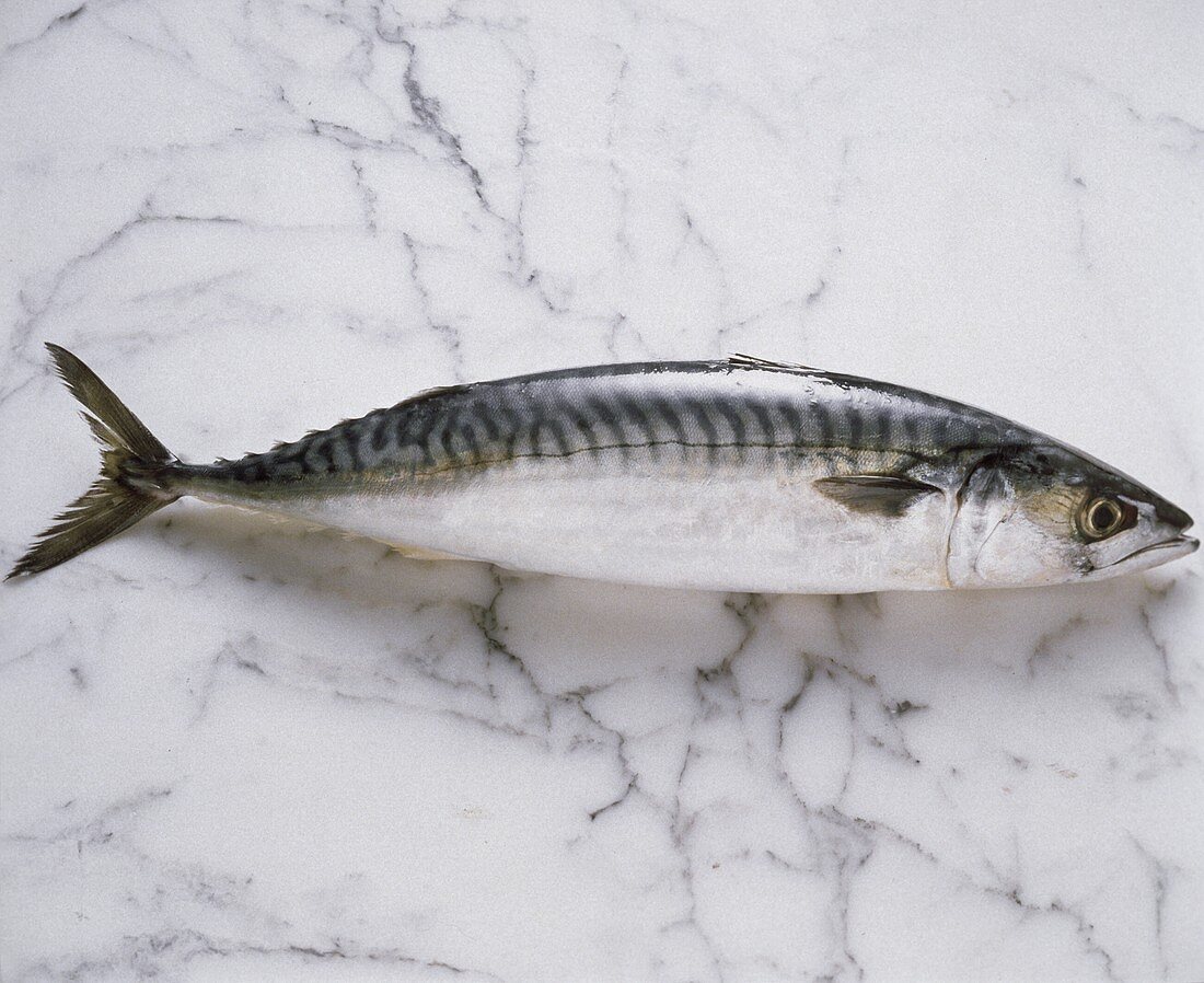 Whole Mackerel