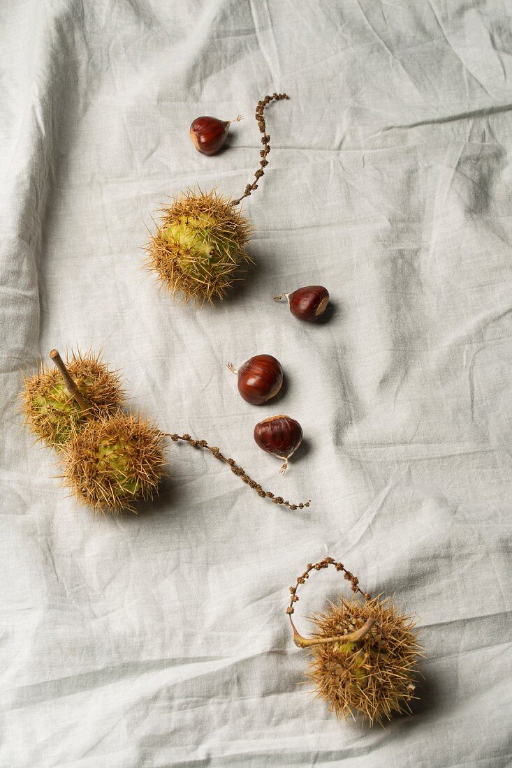 Sweet chestnuts on grey fabric