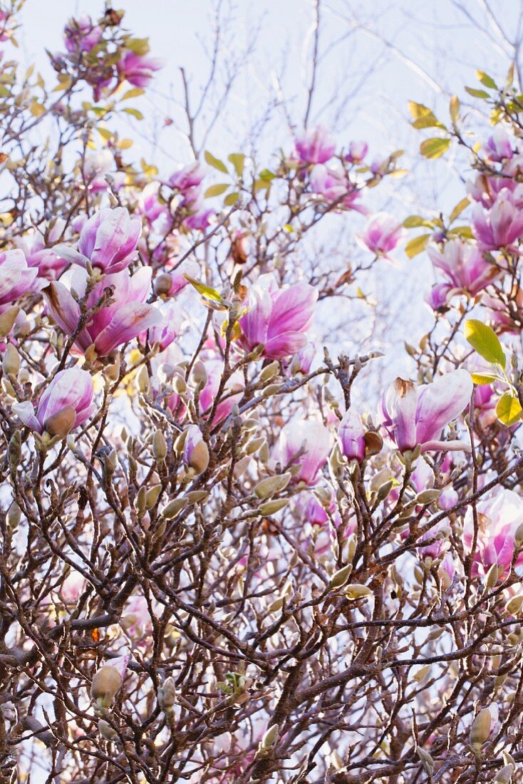 A Magnolia Tree