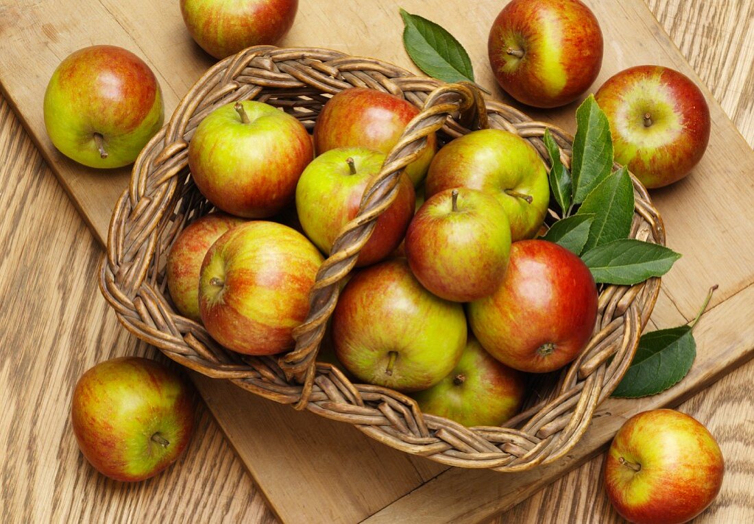 Fresh Cox apples with leaves in a basket