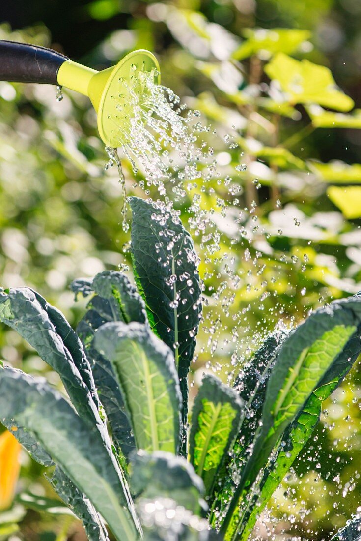 Watering of Cabbage (Brassica Oleracea var. Sabellica) in garden