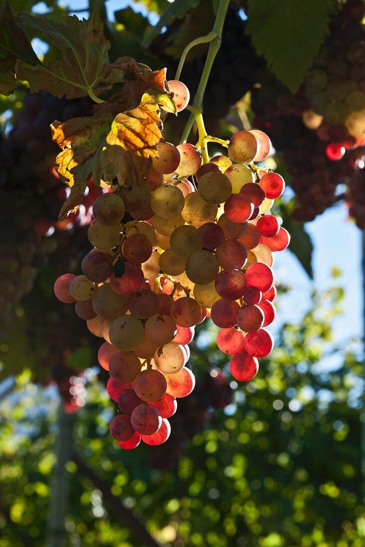 Rosé wine grapes on the vine in the sunshine