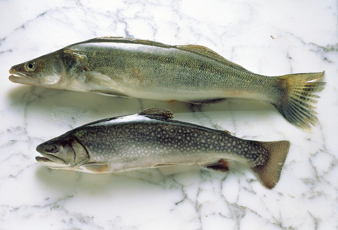 A Char and a Pike-perch