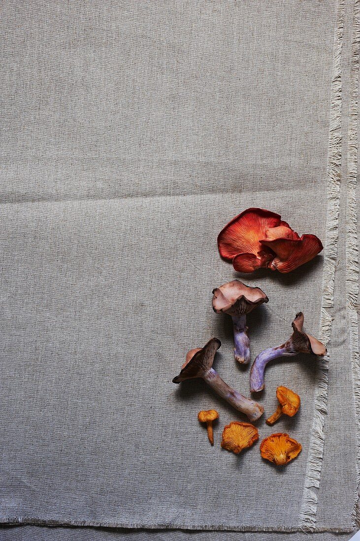 Assorted fresh mushrooms on a piece of cloth