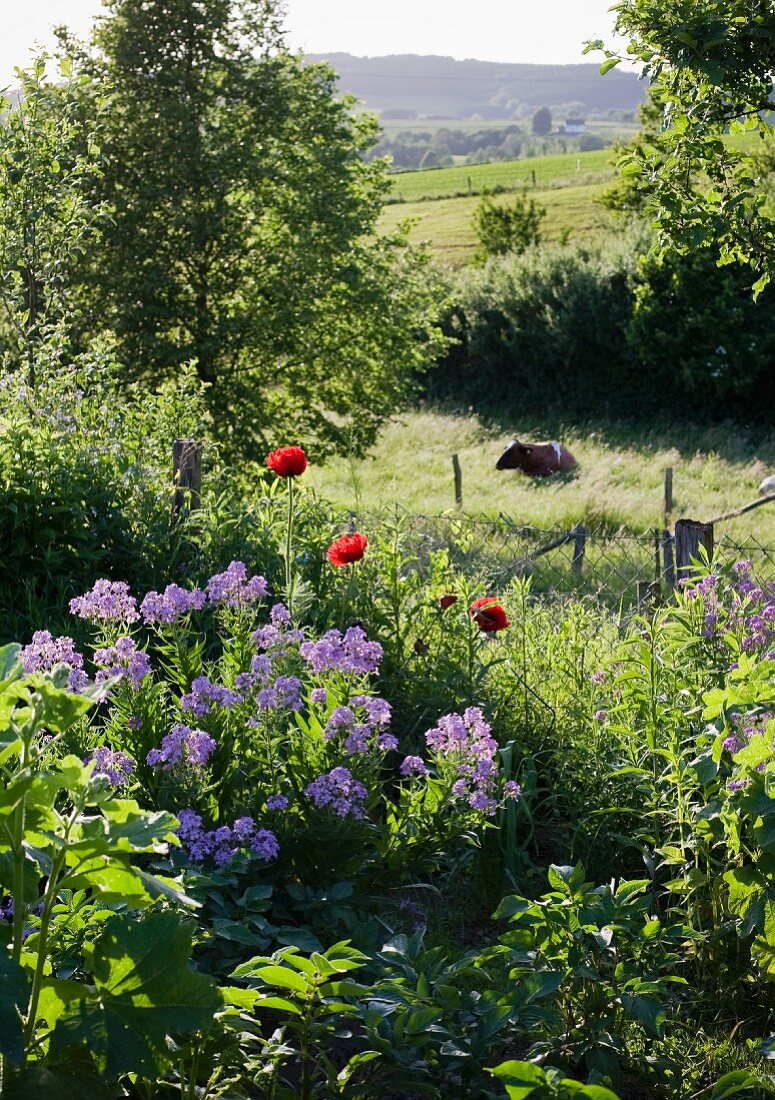 Blooming garden on slope; cow in meadow beyond fence