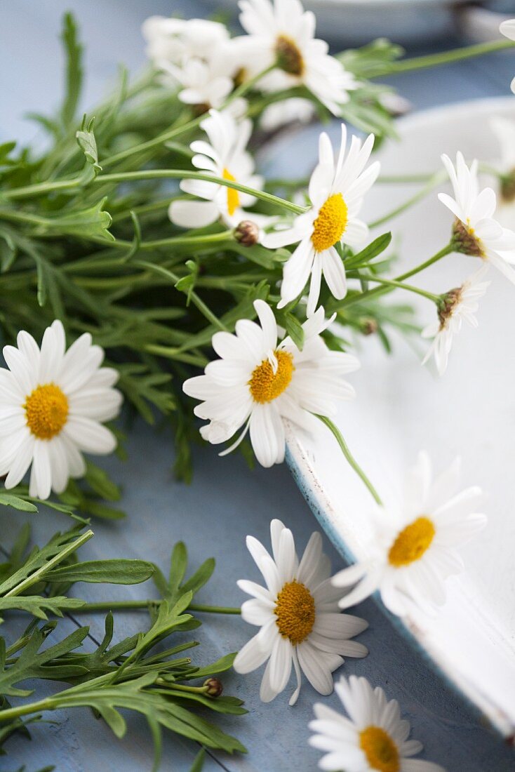 Ox-eye daisies next to baking dish