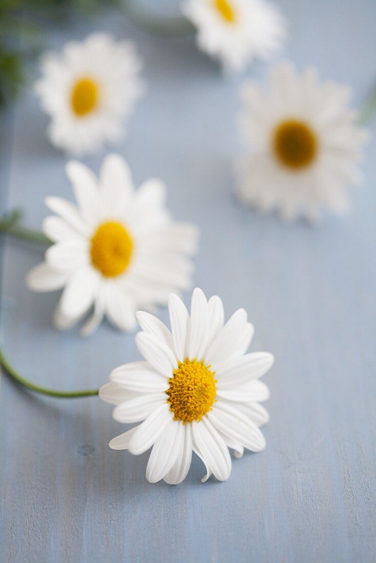 Several ox-eye daisies on blue wooden surface