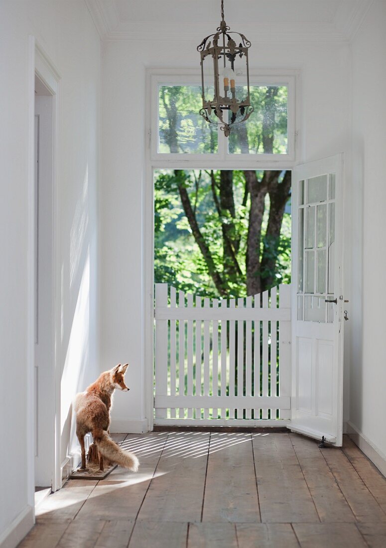 Geöffnete Tür mit weißem geschlosssenem Holzgitter in restauriertem Gutshaus mit ausgestopfem Fuchs auf naturbelassenen alten Holzdielen