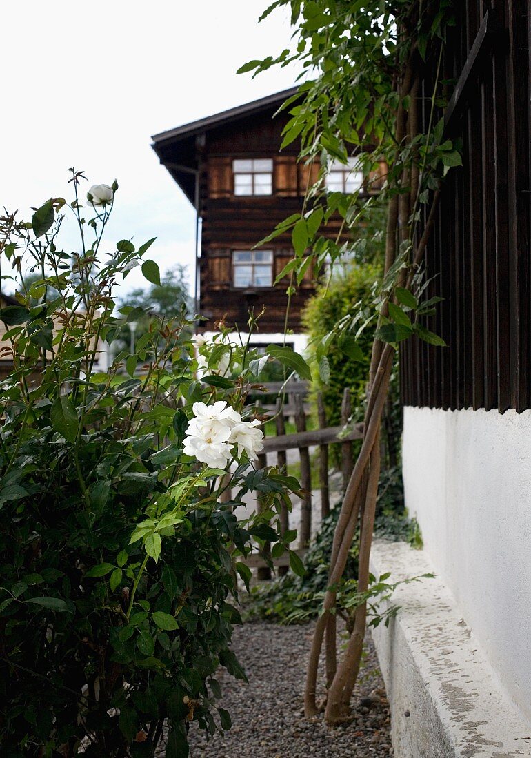 Rosenbusch im Garten vor ländlichem Haus, im Hintergrund altes Holzhaus