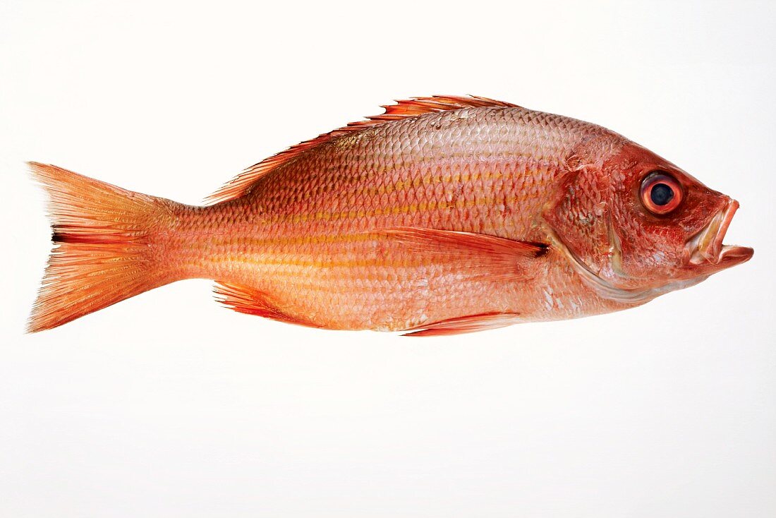 Whole Fresh Red Snapper