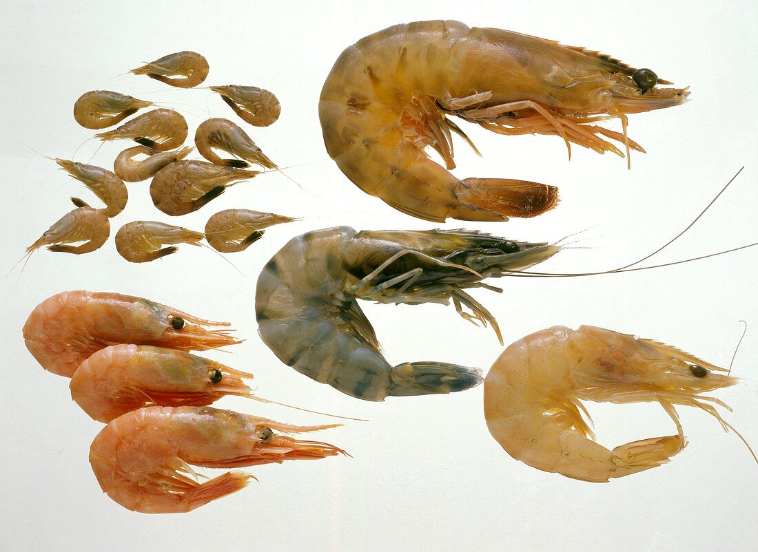 Krustentiere: Kleine Sandgarnelen, Shrimps, Crevette