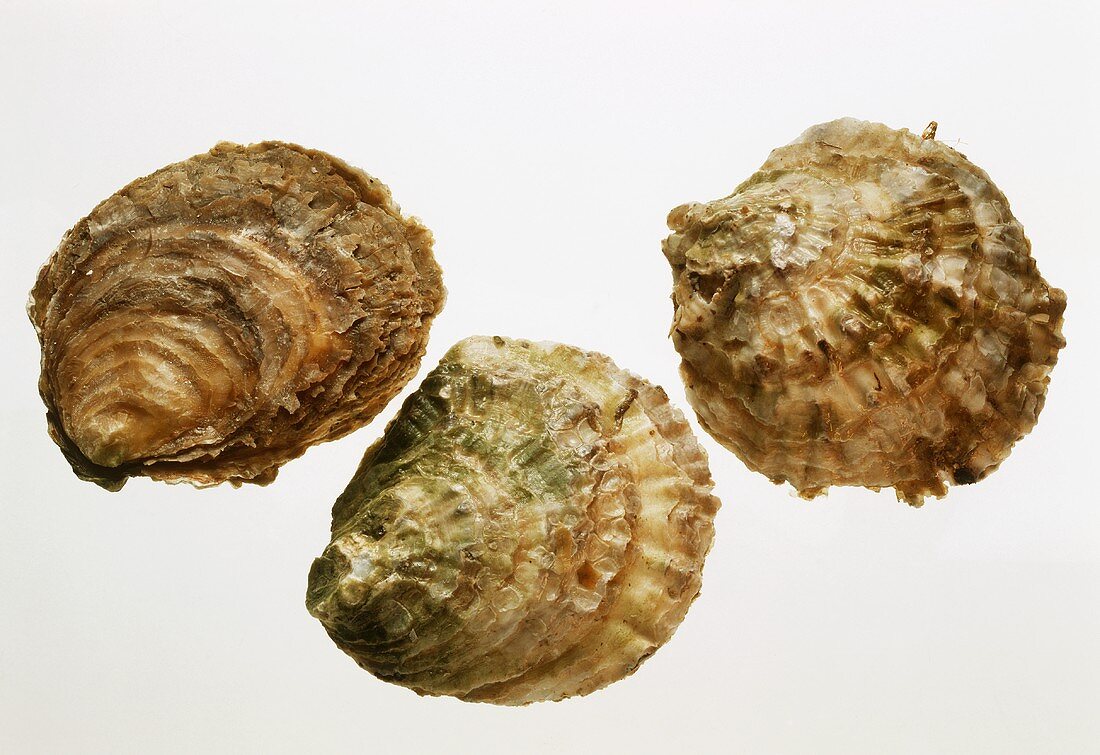 Three Fresh Oysters