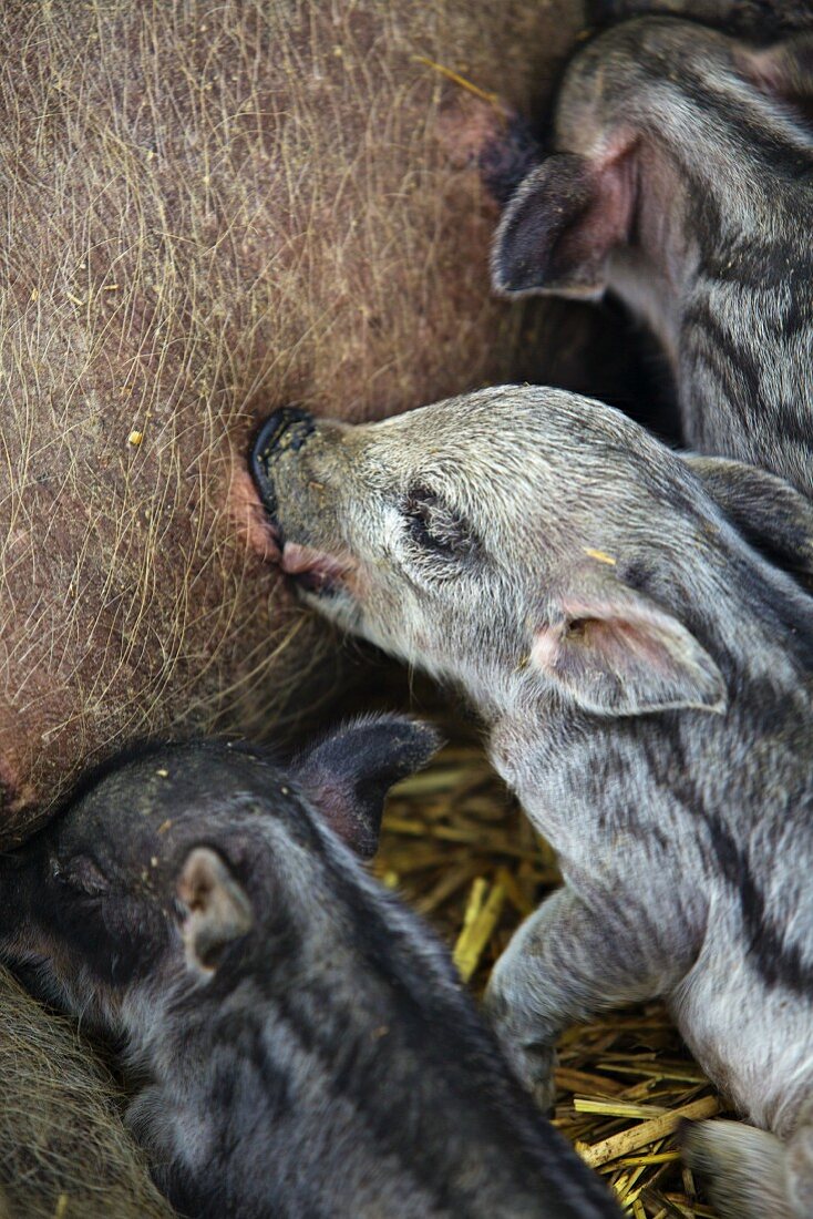 A mother pig suckling piglets in a stall