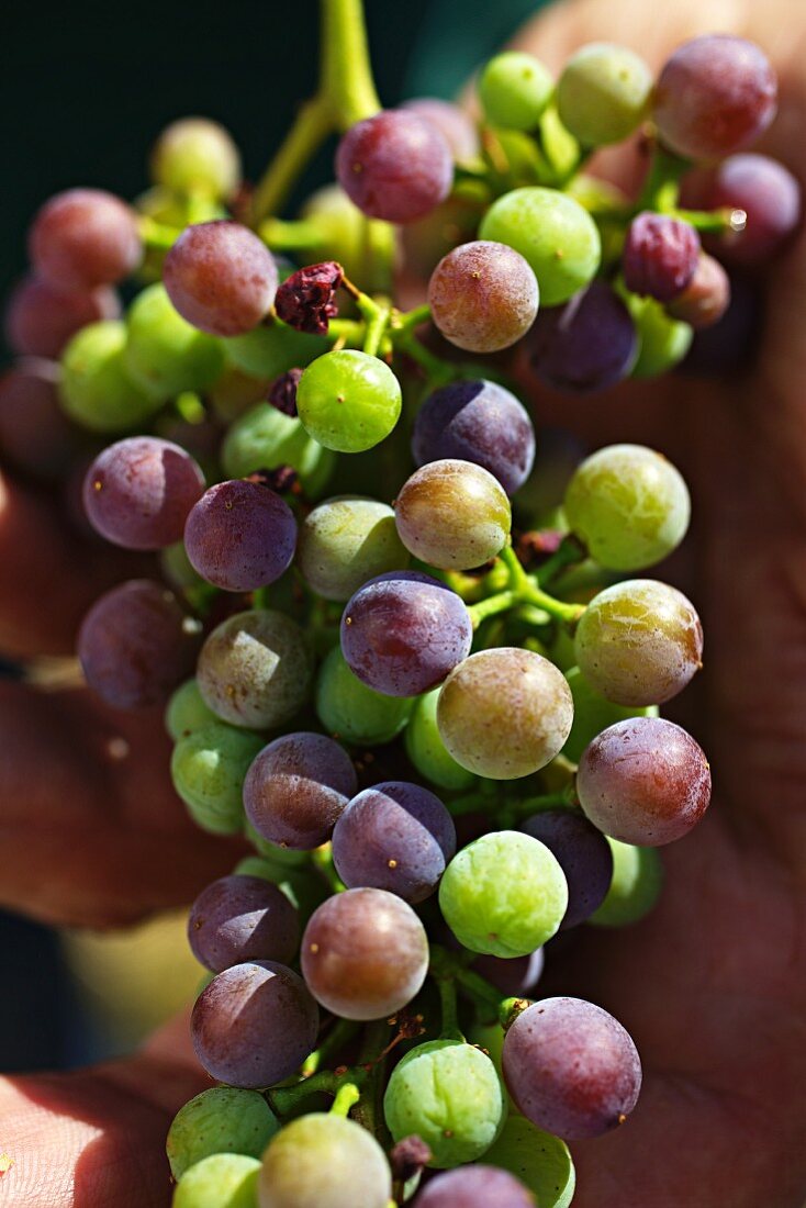 A harvest of unripe Zweigelt grapes for making verjus