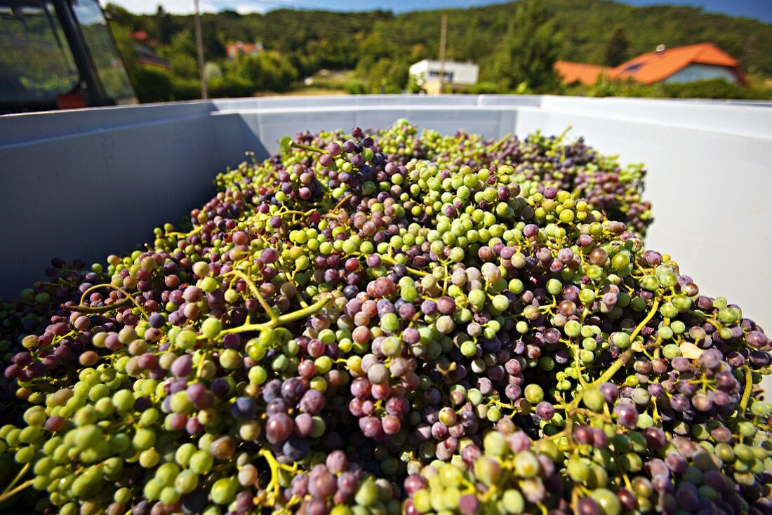 A harvest of unripe Zweigelt grapes for making verjuice
