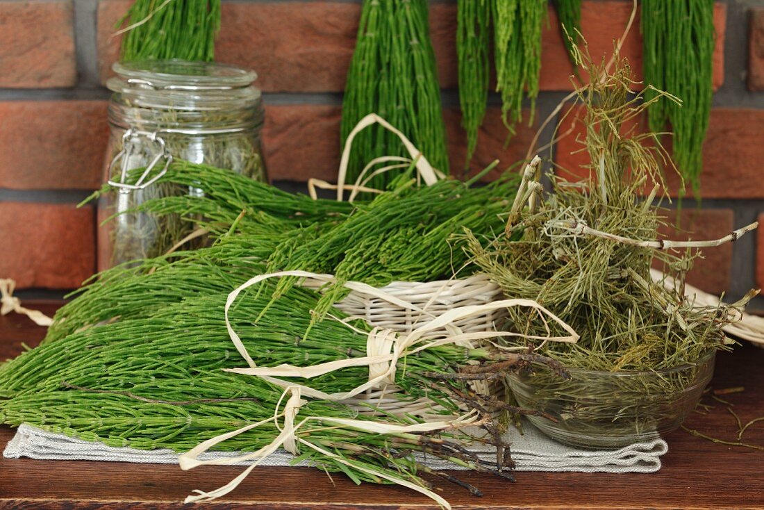 Common horsetail prepared for drying