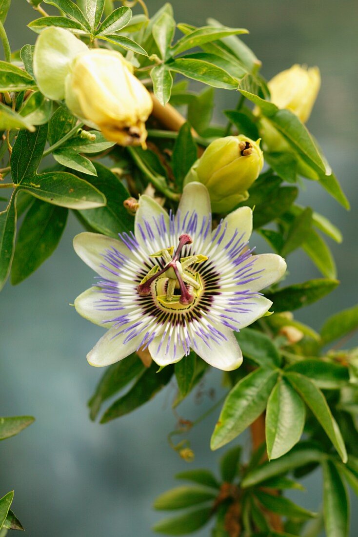 Passion flower on the plant