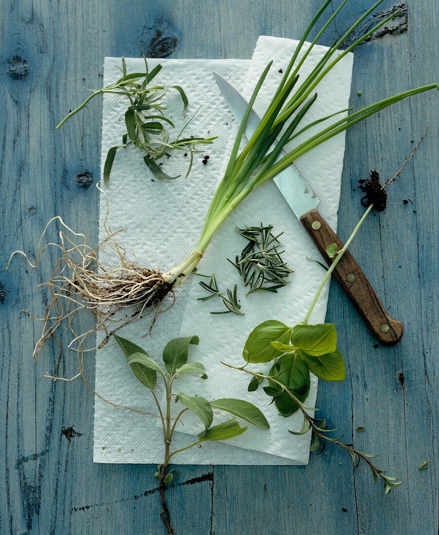 Assorted fresh herbs on kitchen paper (view from above)