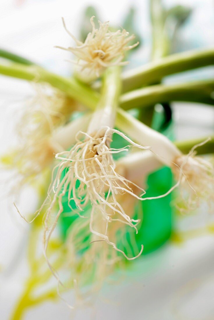 Fresh spring onions