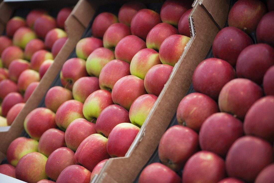 Lots of red apples in crates