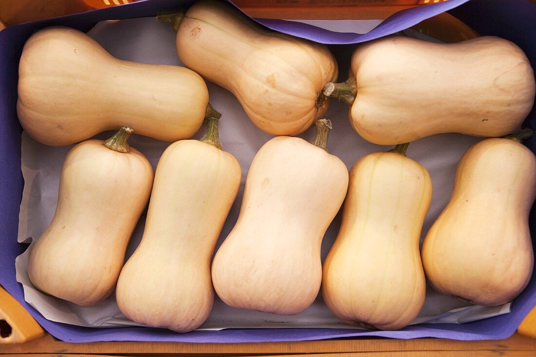 Several butternut squash in a crate (view from above)