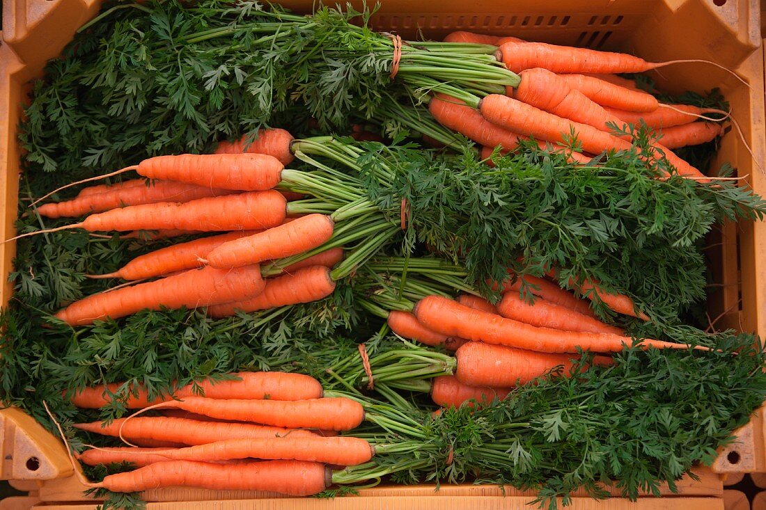 Several bunches of carrots in a crate