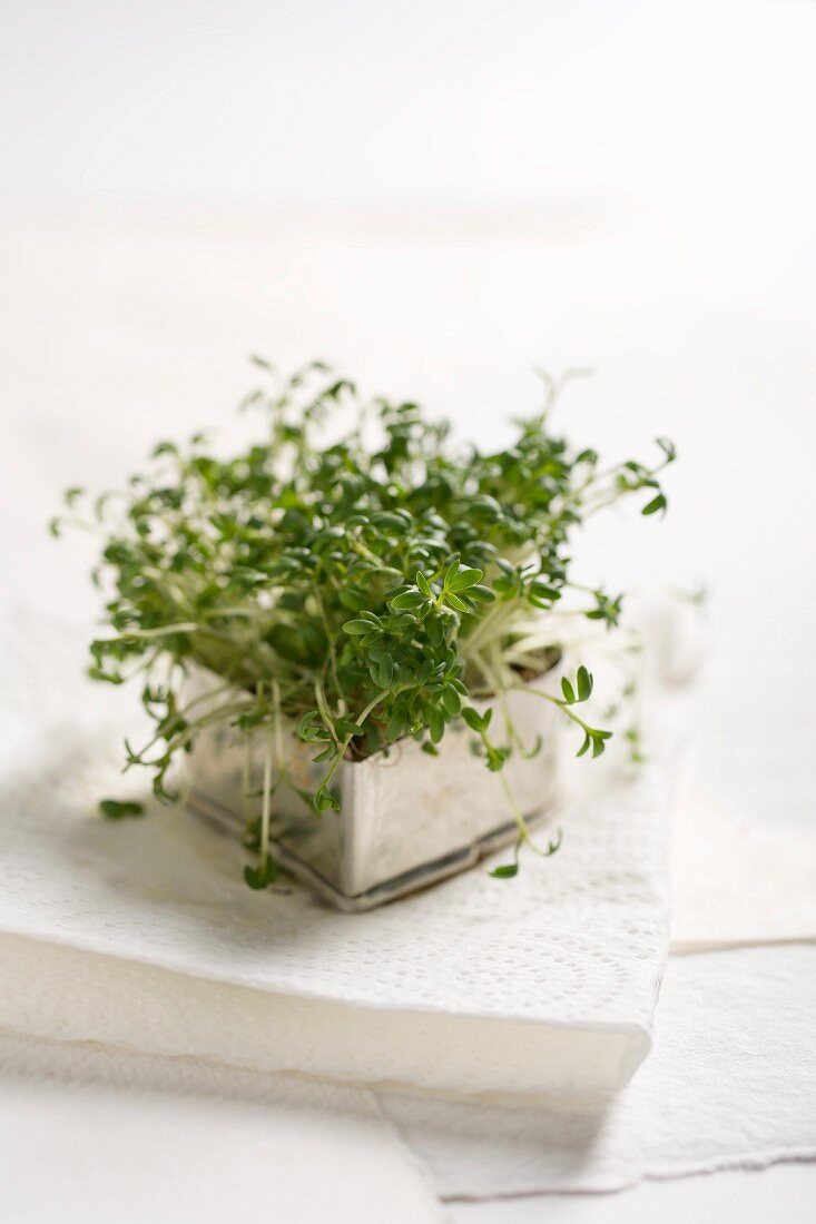 Fresh cress in a metal pot on a stack of paper napkins