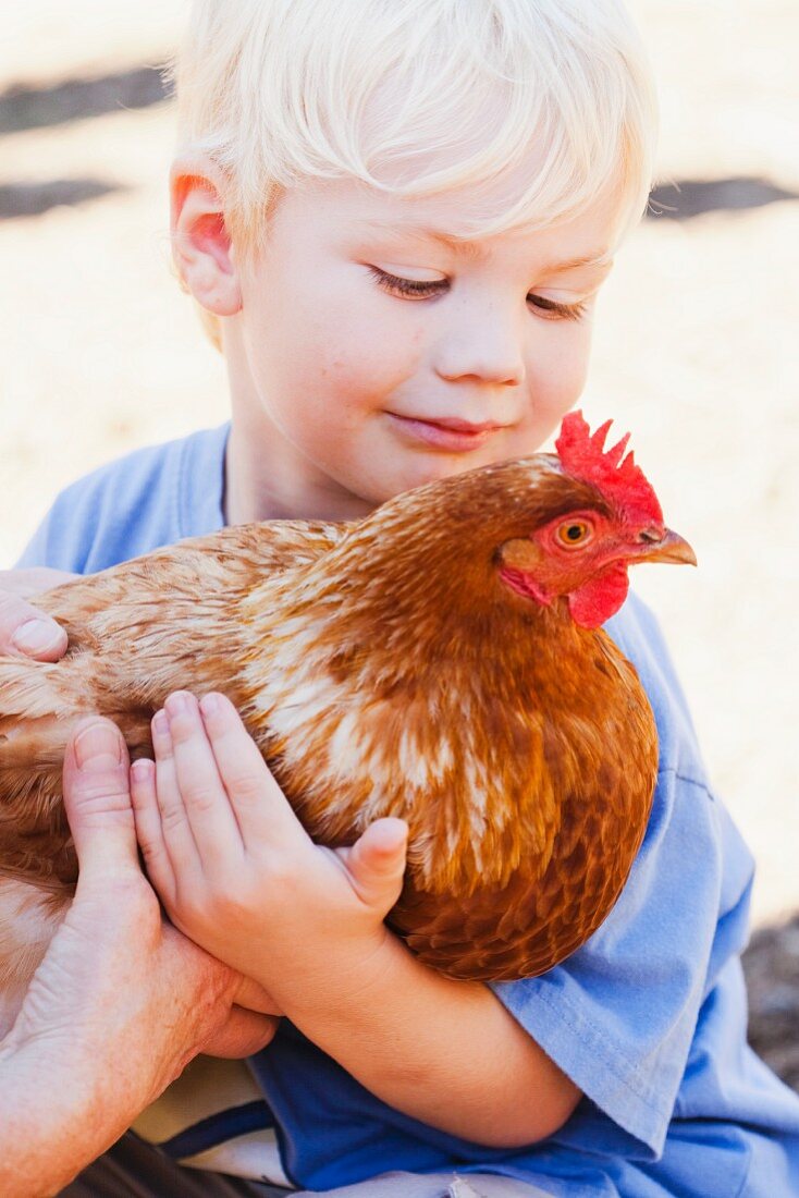 Kind hält ein lebendiges Huhn