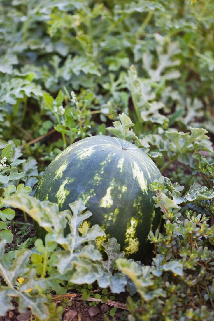 Eine Wassermelone im Gartenbeet