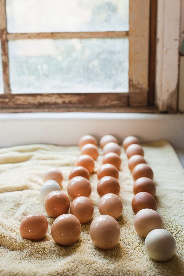 Frisch gewaschene Eier, zum Trocknen aufgelegt