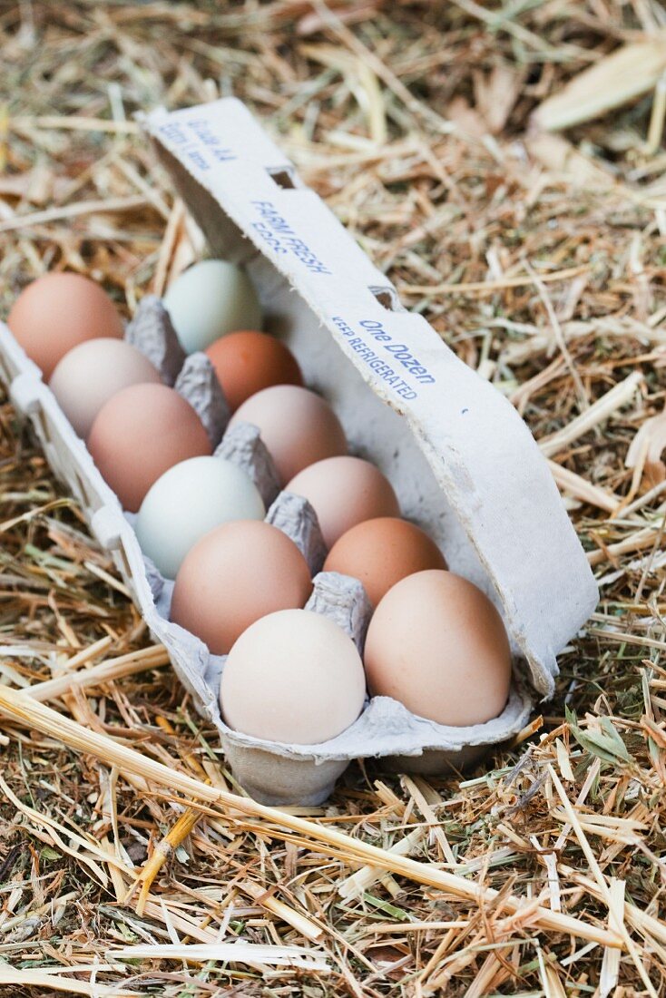 Frische Landeier im Eierkarton auf Stroh