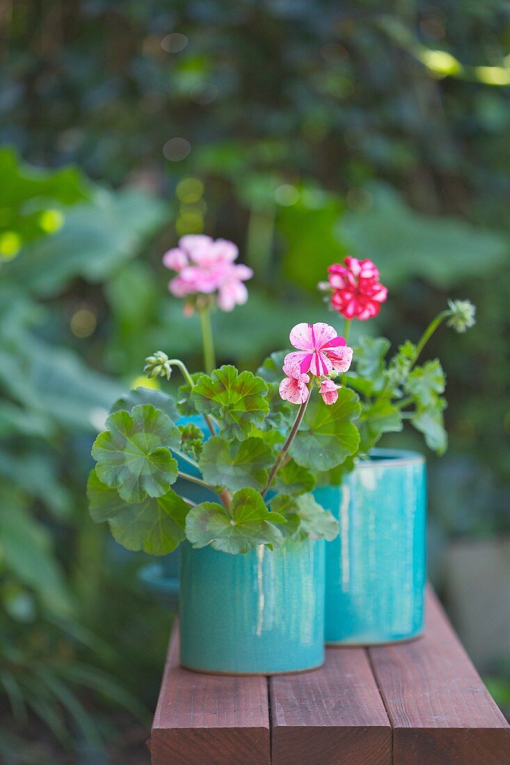 Geranien in Töpfen auf Bank im Garten