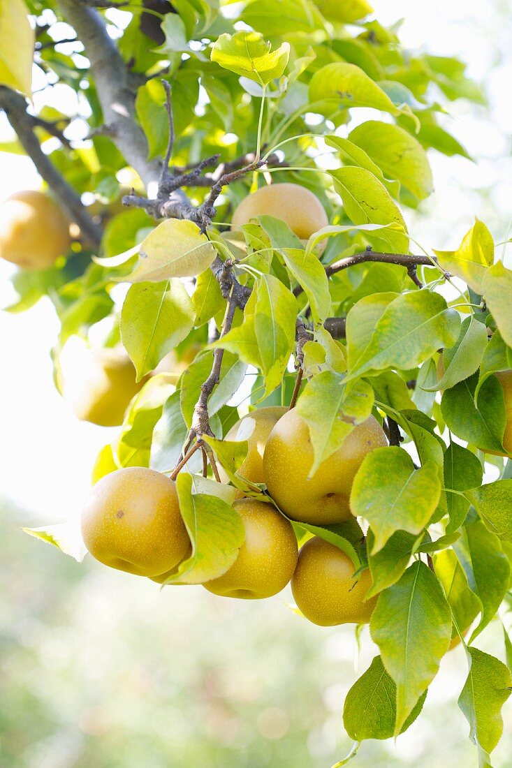 Nashi pears on the tree