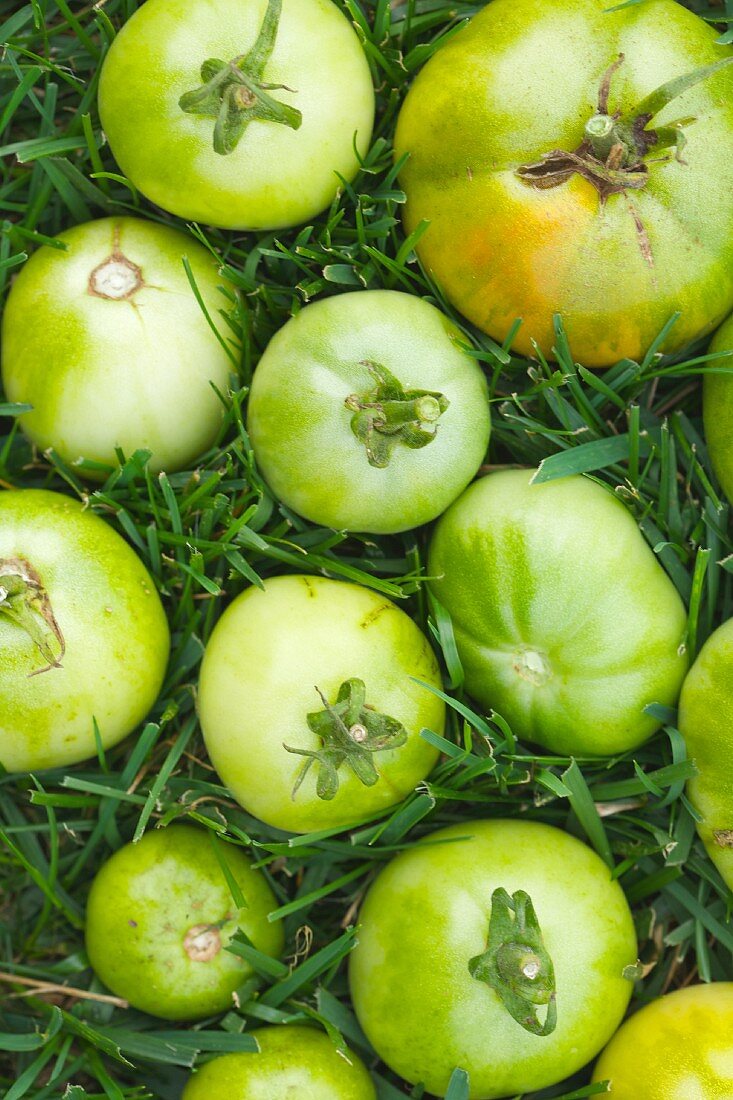 Green Tomatoes in Grass