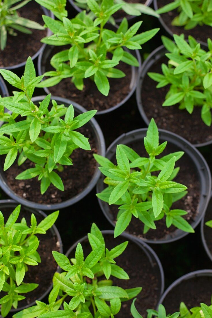 Young verbena in black plastic pots