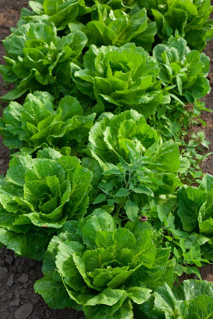 Romaine lettuce growing in the field