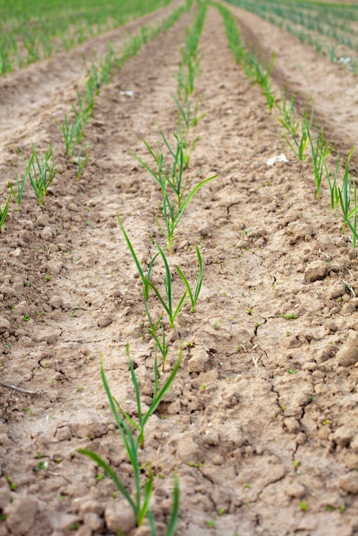 A field of young onion shoots