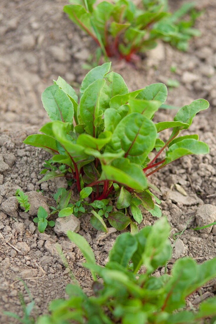 Red beet plants