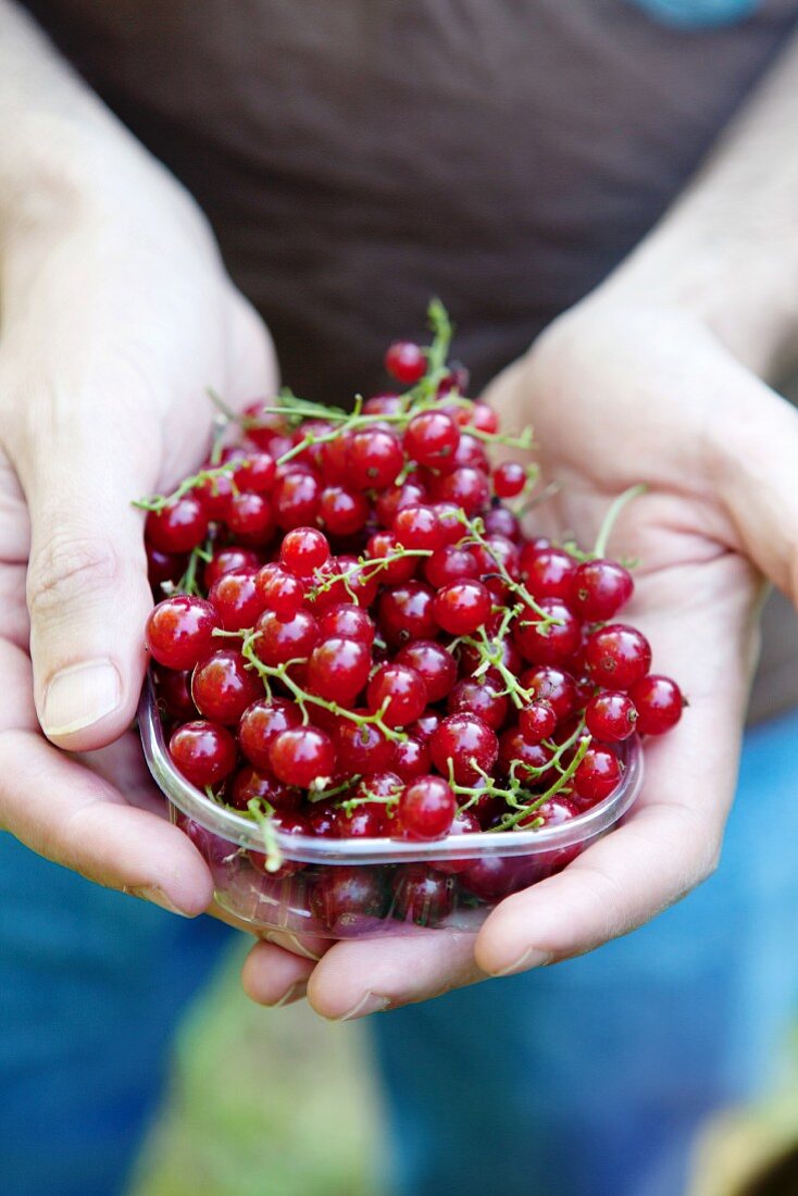 Hands holding a dish of red currants