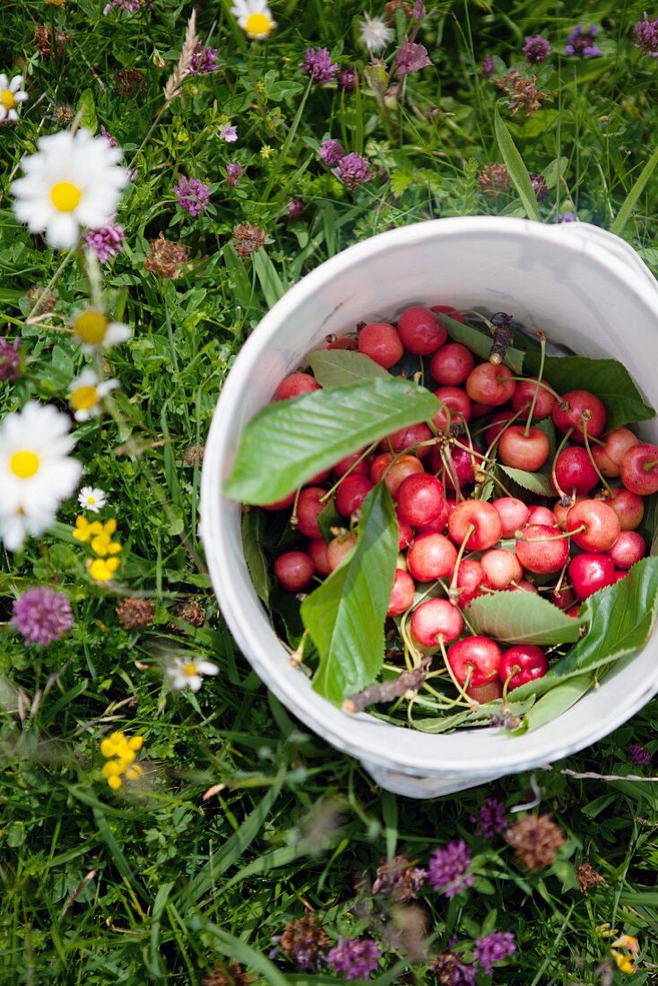 Pail with cherries in a field