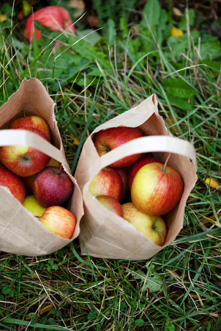Apples in paper bags in a field