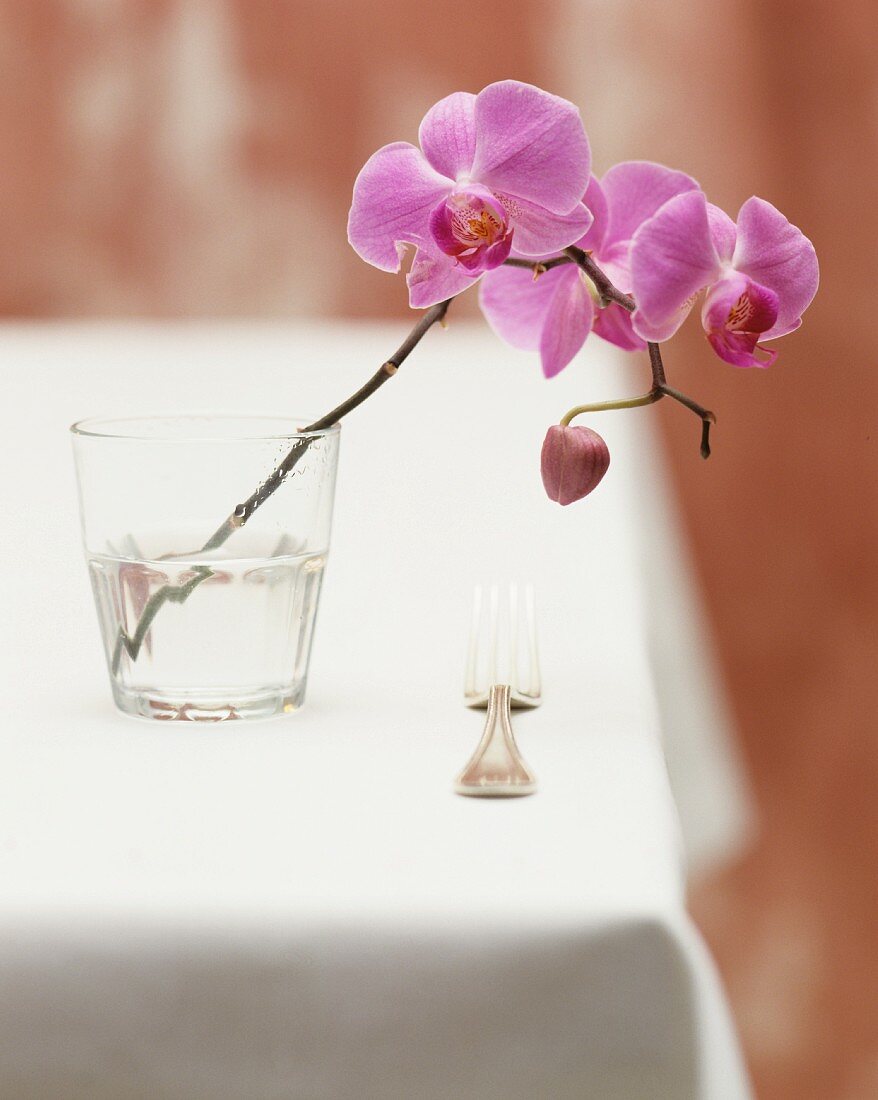 An orchid twig in a glass of water on a table