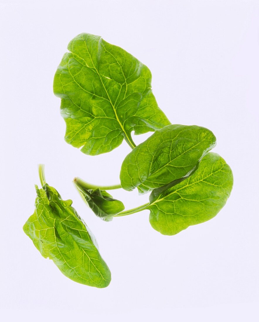 Spinach leaves against a white background