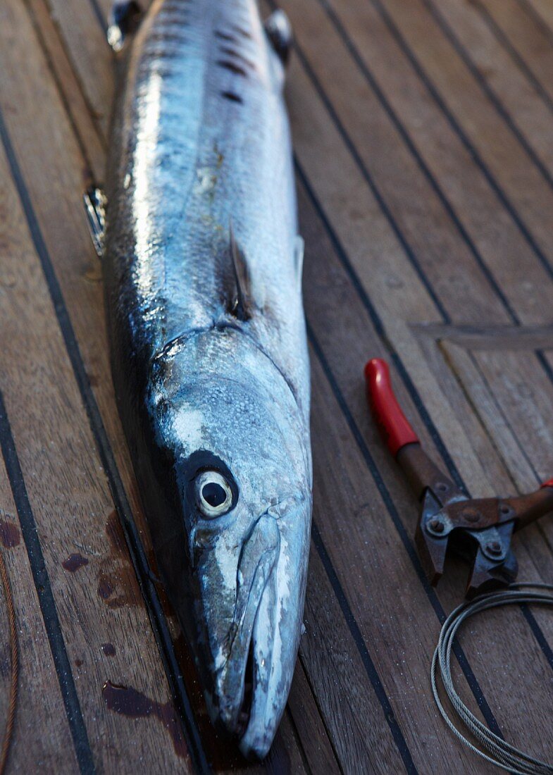 Freshly caught barracuda on a boat