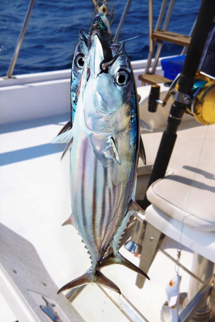 Freshly caught tuna on a fishing boat