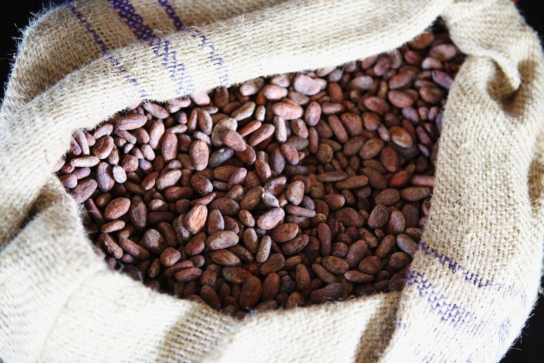 Viele Kakaobohnen im Jutesack