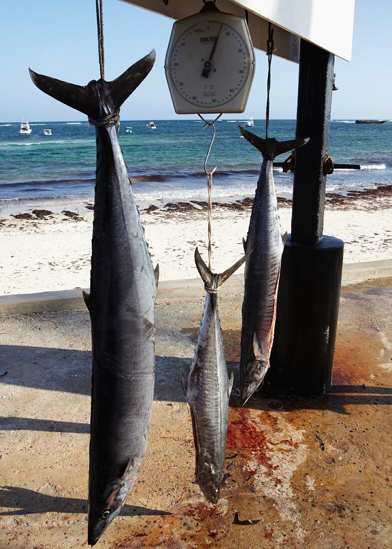 Fresh caught barracudas on a scale on the beach