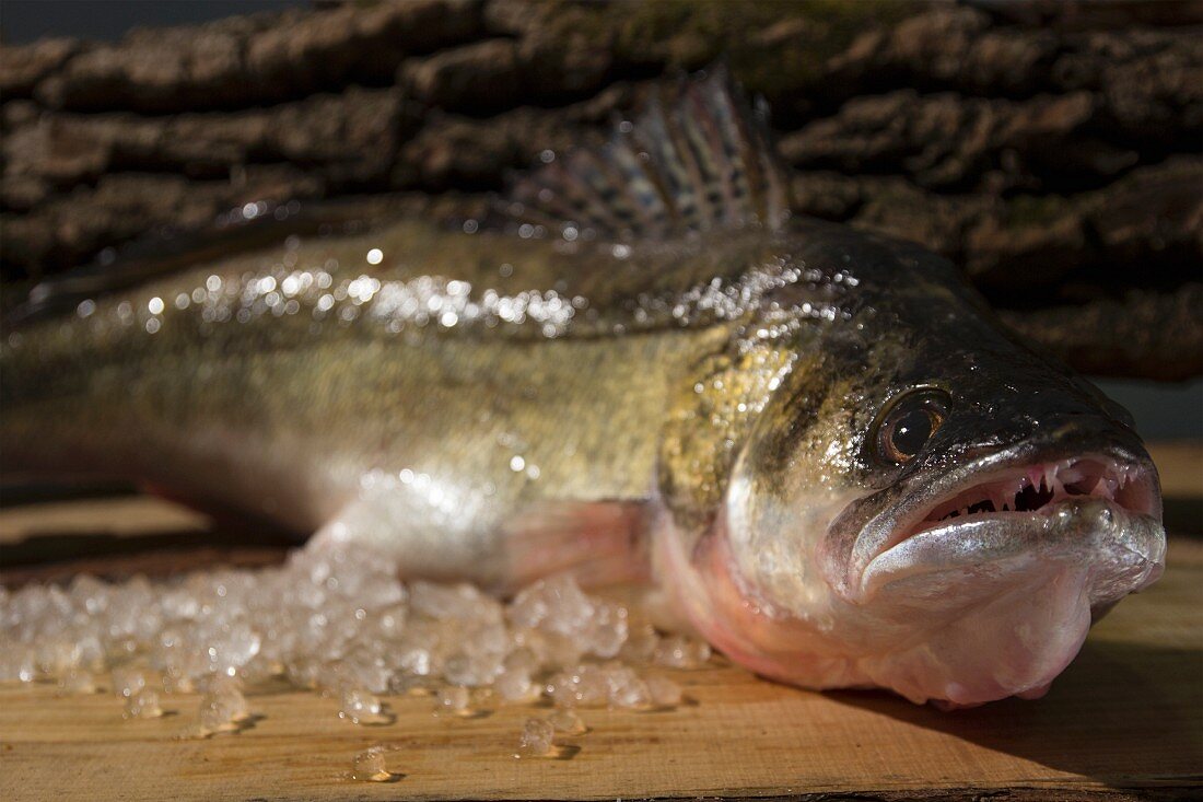 A whole raw fish with raised dorsal fin on a rustic wooden board with crushed ice